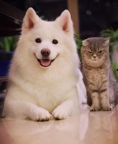 爆料三只萨摩耶视频大全,萌宠集结！三只萨摩耶欢乐视频大盘点  第2张